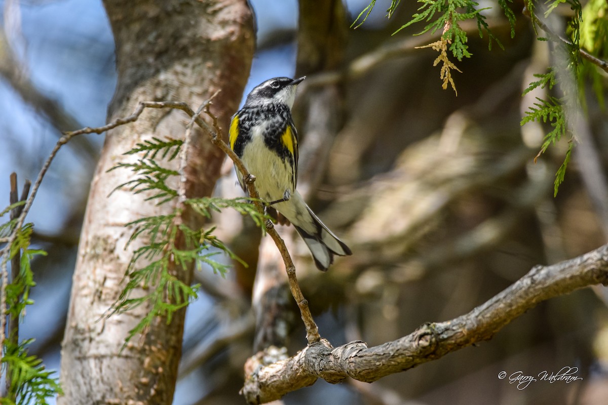 Yellow-rumped Warbler - ML573127771