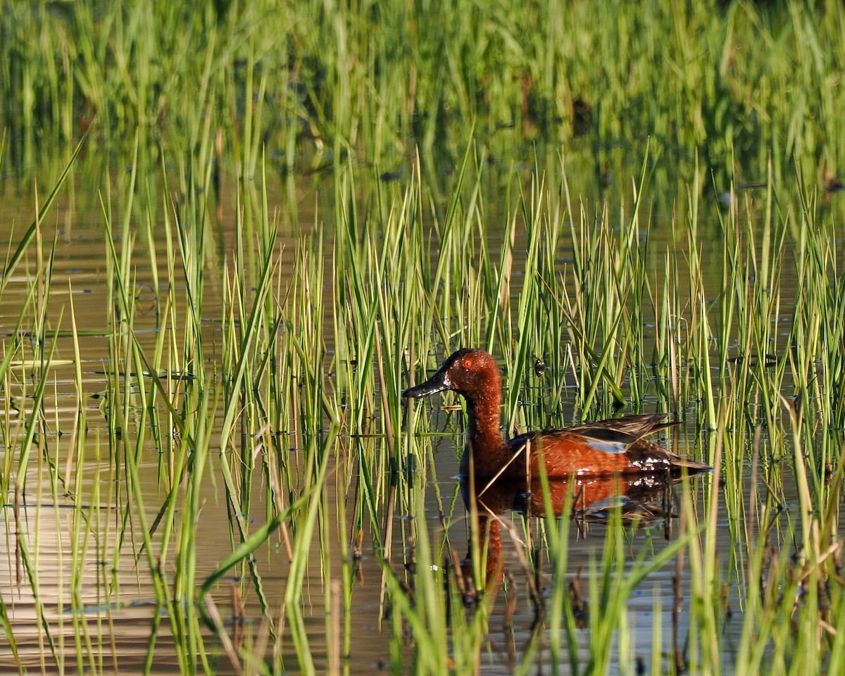 Cinnamon Teal - Rob Kelly