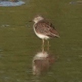 Wood Sandpiper - ML573127861