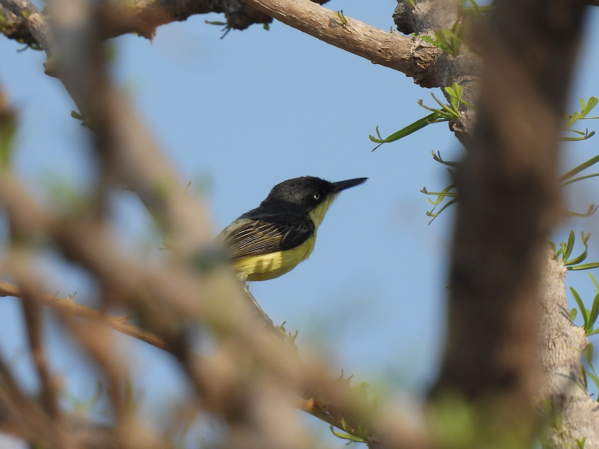 Common Tody-Flycatcher - ML573128321