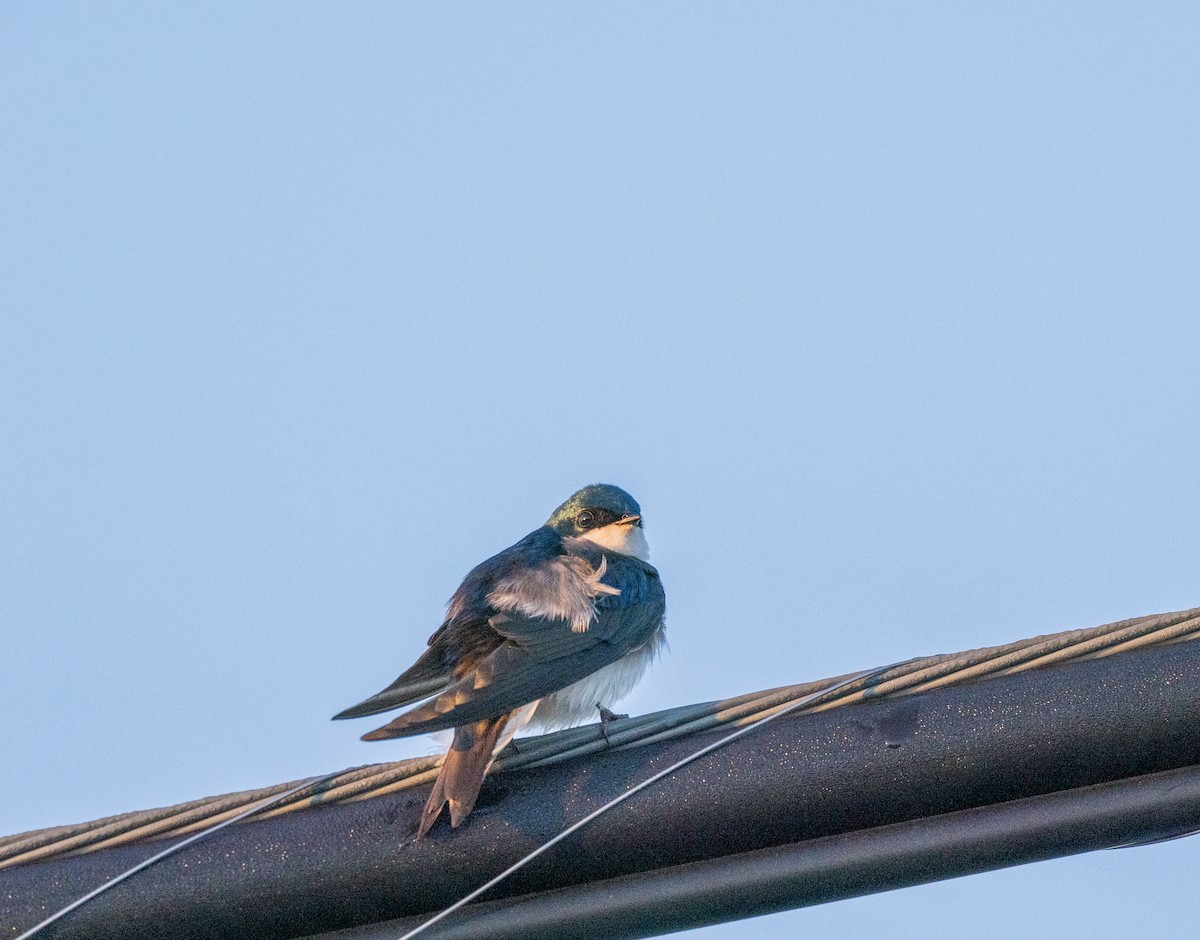 Golondrina Bicolor - ML573129101