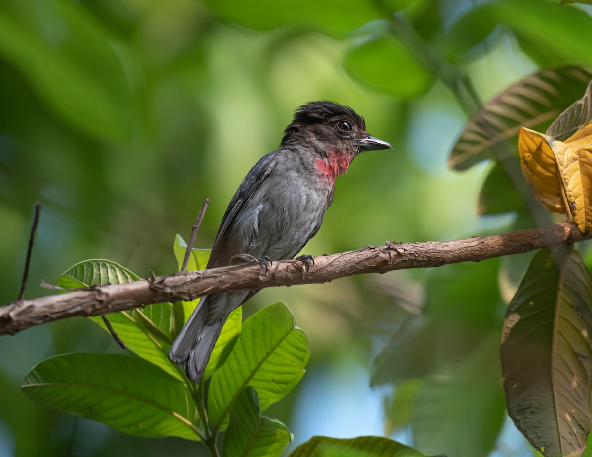 Rose-throated Becard - Daniel Mérida