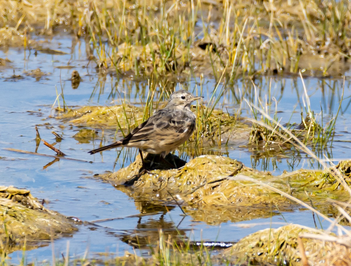 American Pipit - ML573130031