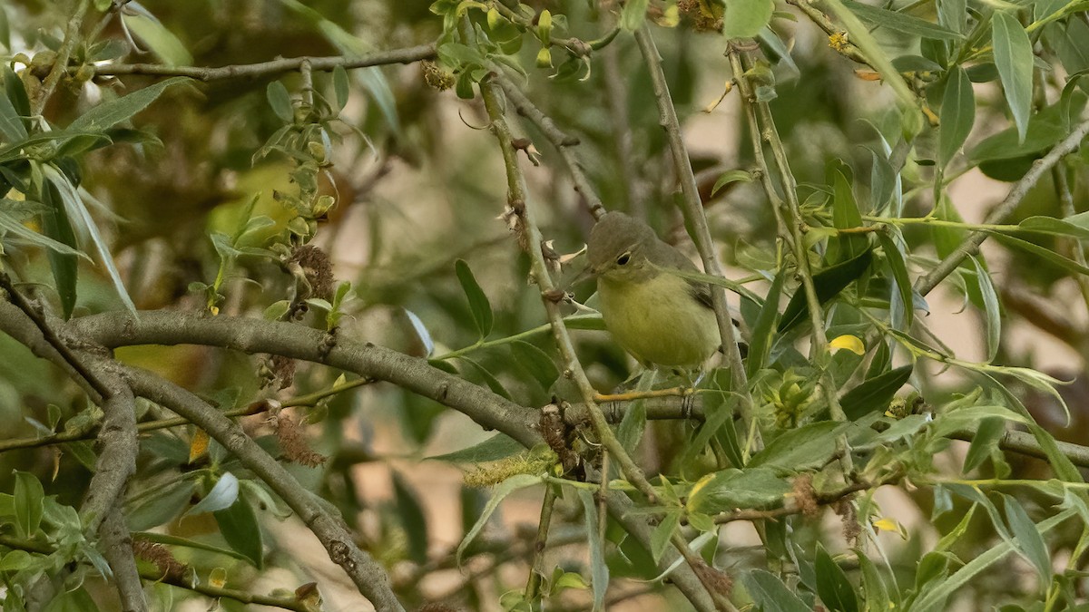 Icterine Warbler - ML573130301