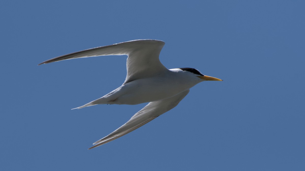 Least Tern - ML573130561