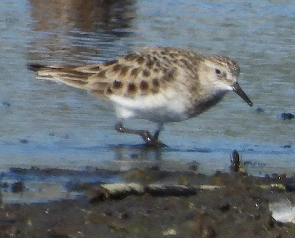 Baird's Sandpiper - ML573130821