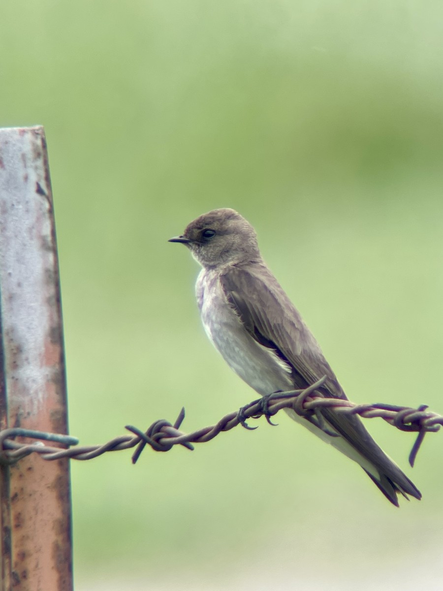 Northern Rough-winged Swallow - ML573131361
