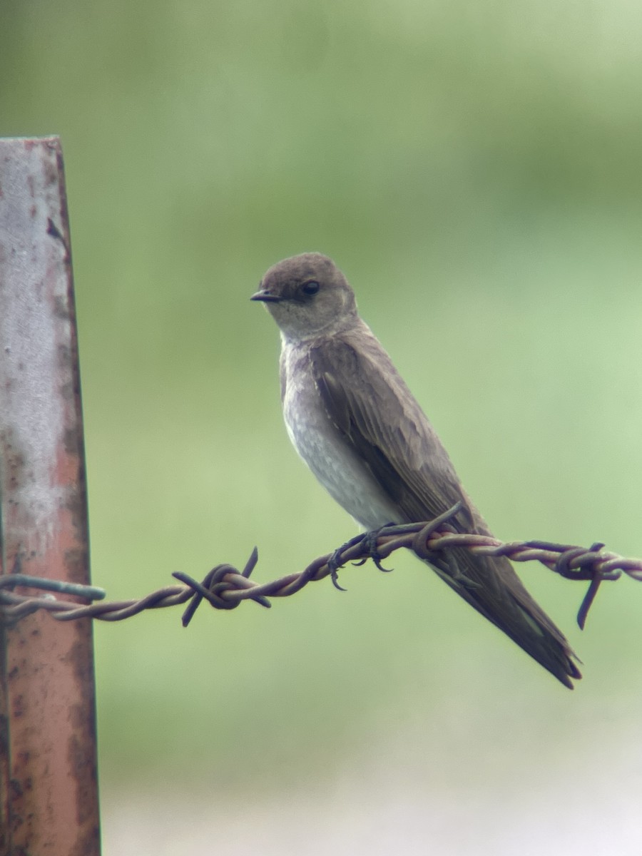 Northern Rough-winged Swallow - ML573131391