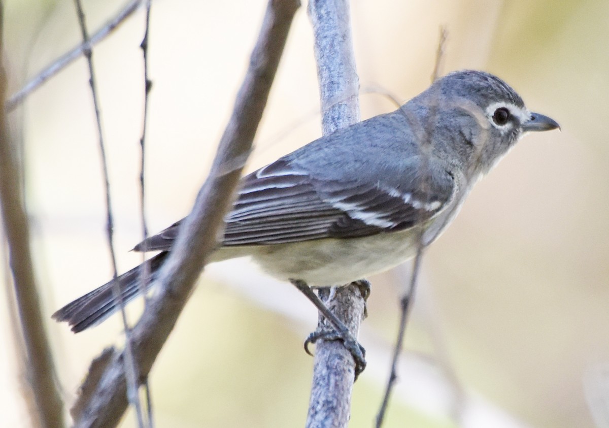 Vireo Plomizo - ML57313201