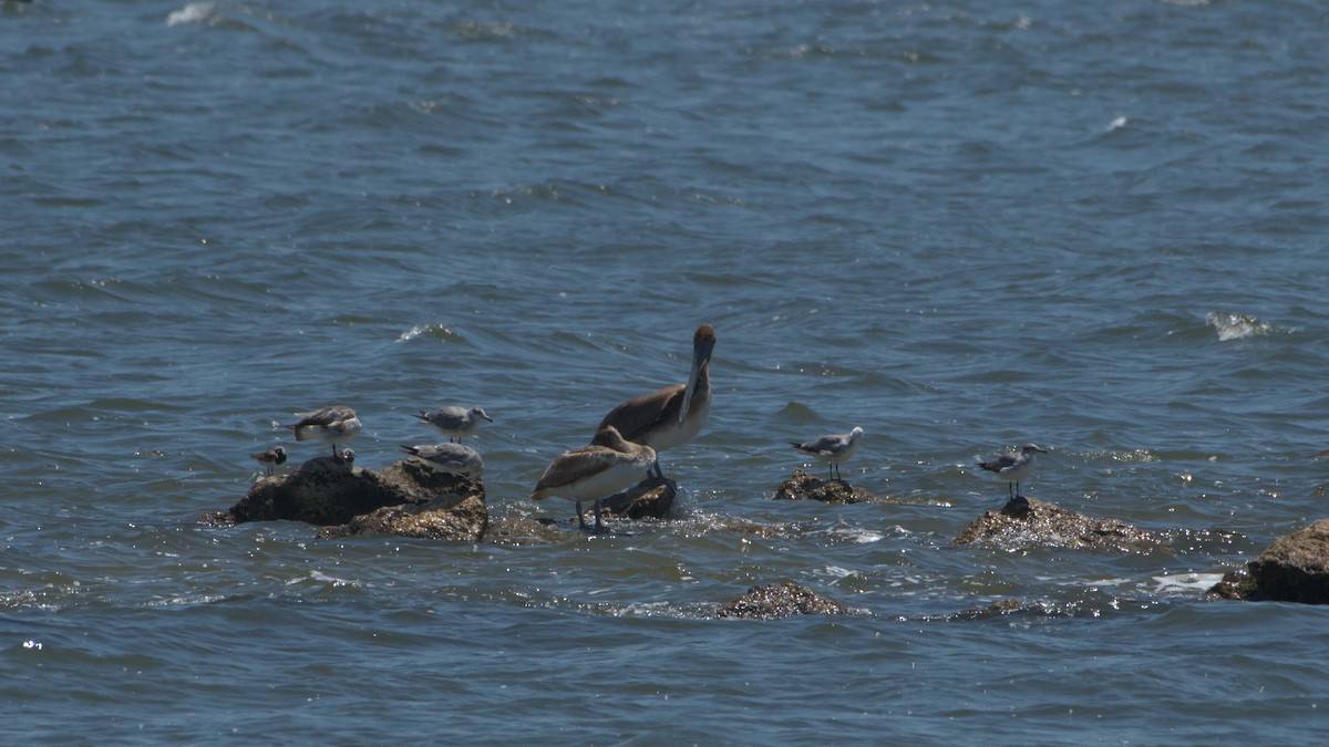 Ruddy Turnstone - ML573132021