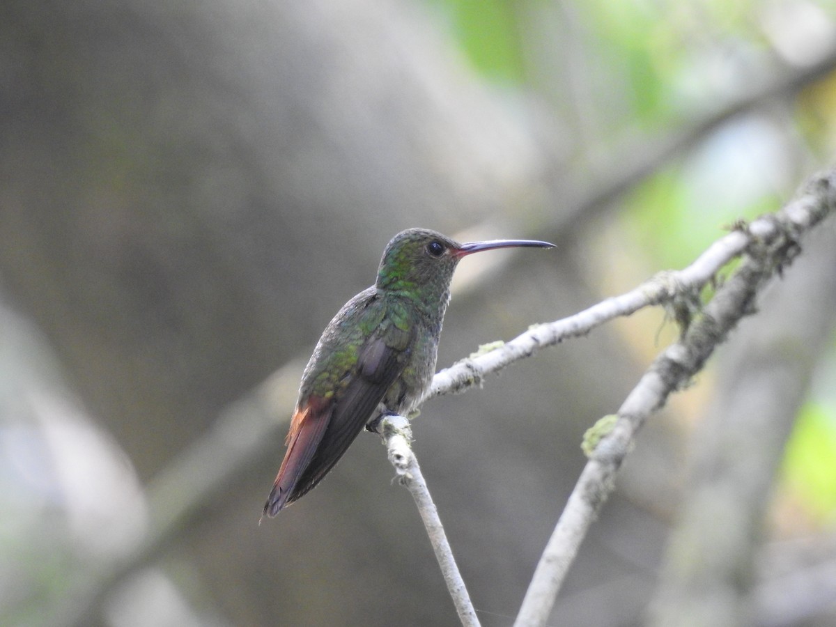Rufous-tailed Hummingbird - ML573132451
