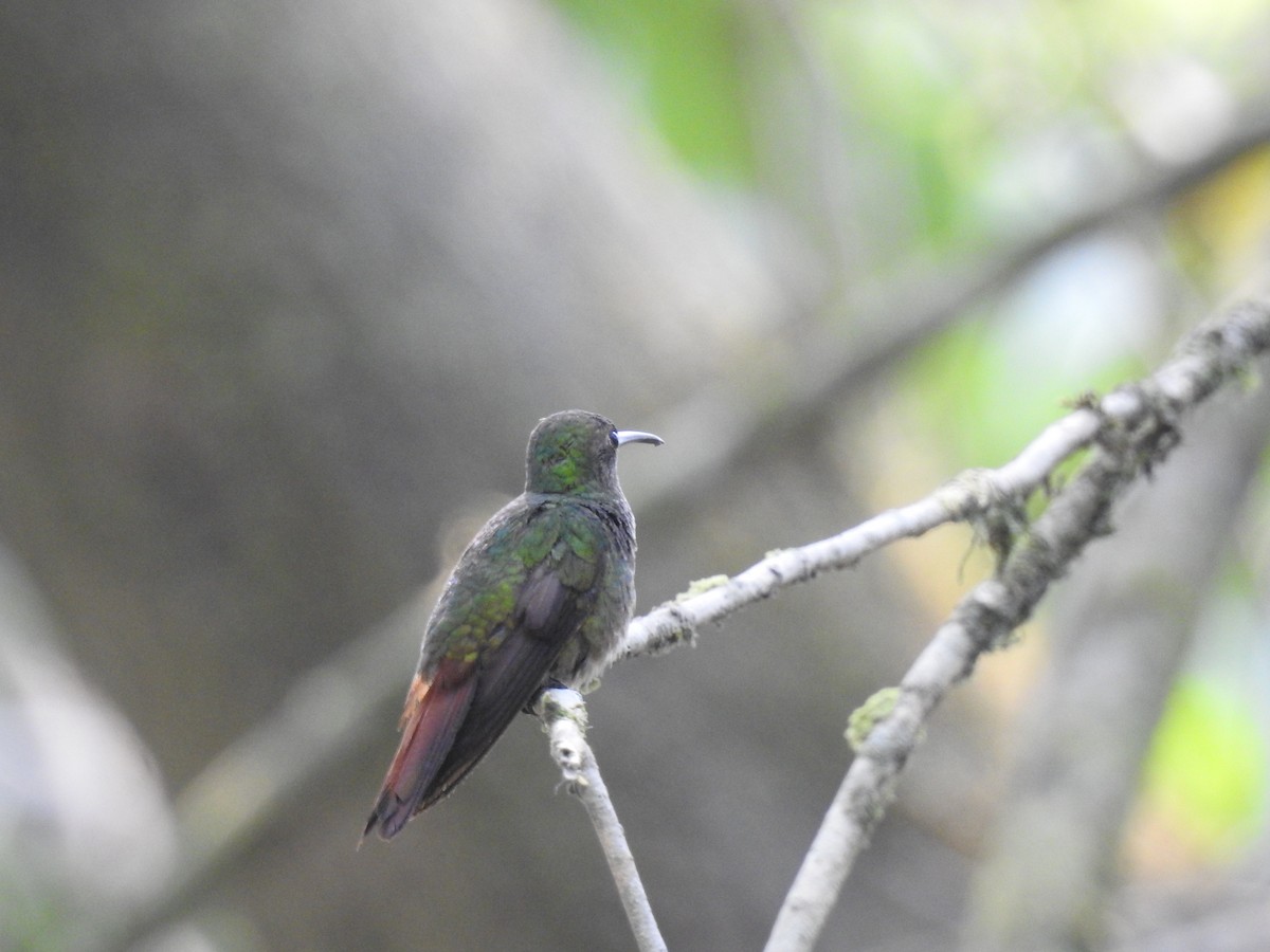 Rufous-tailed Hummingbird - ML573132461