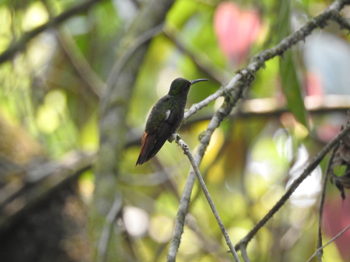 Rufous-tailed Hummingbird - ML573132471