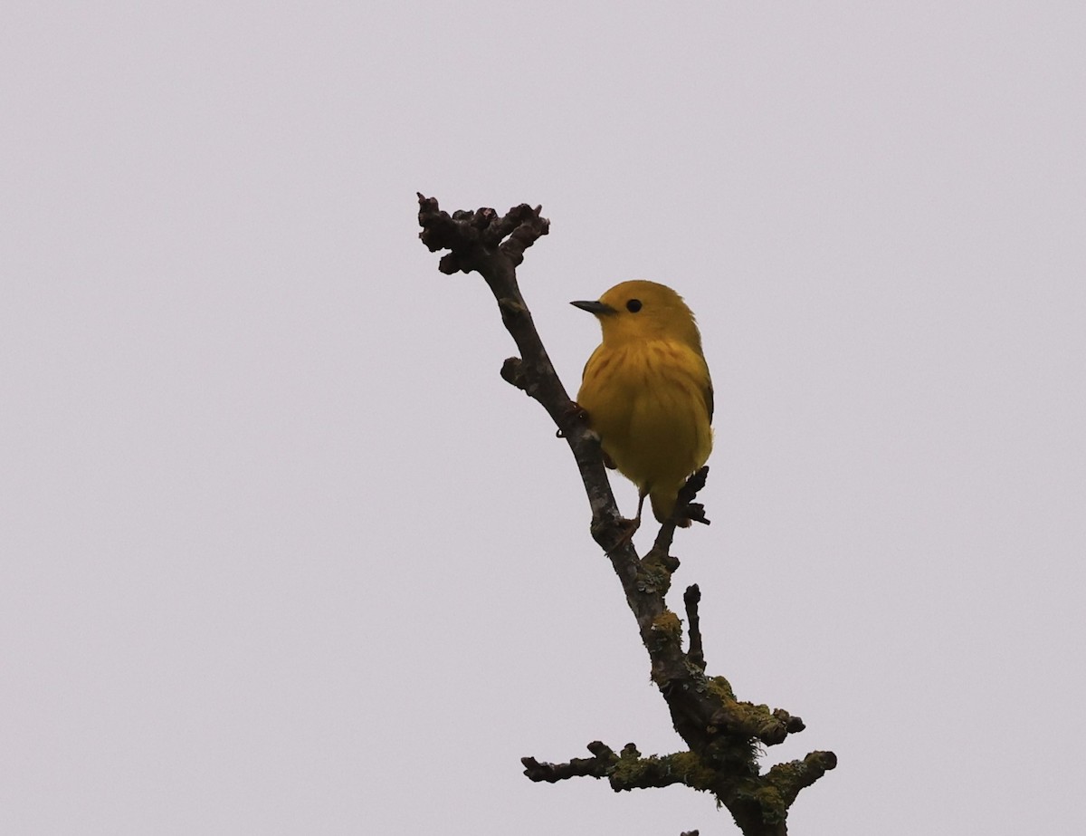 Yellow Warbler - Edward Pullen
