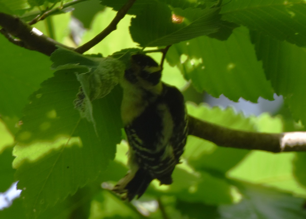 Downy Woodpecker - ML573133381