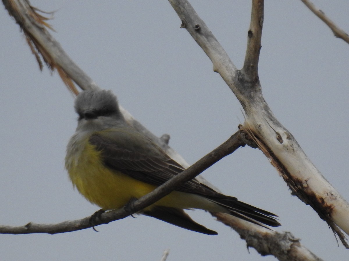 Western Kingbird - ML57313351