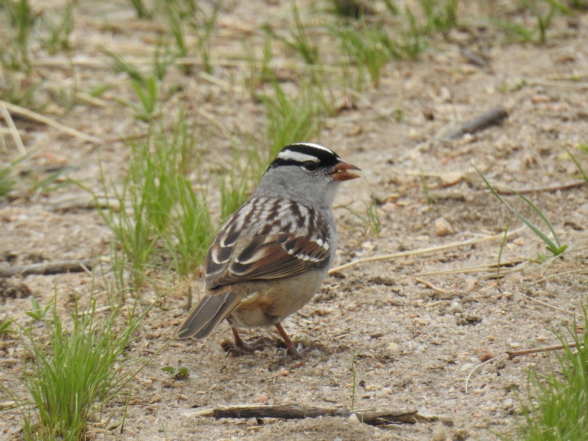 White-crowned Sparrow - ML57313391