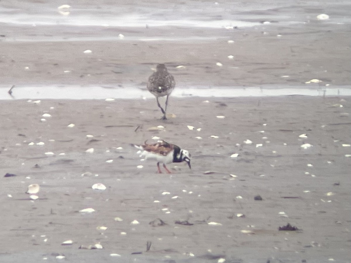 Ruddy Turnstone - ML573133971