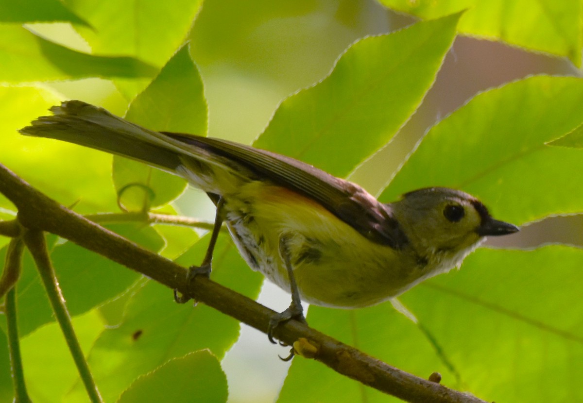 Tufted Titmouse - ML573134011