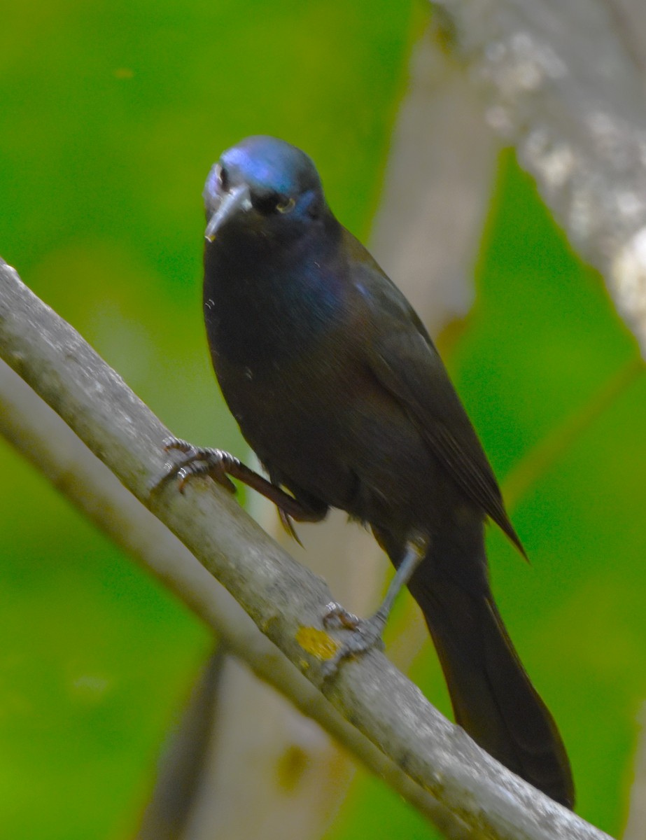 Common Grackle - ML573134191