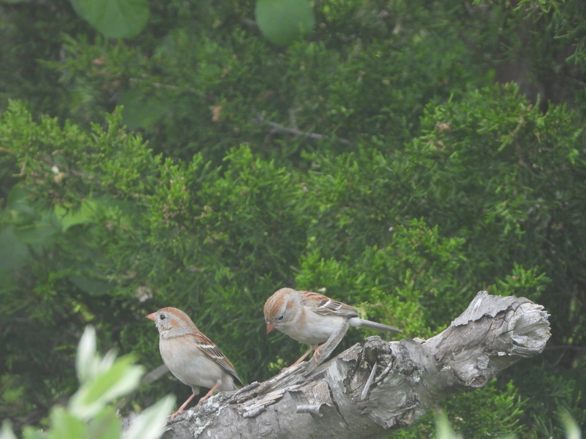 Field Sparrow - ML573136471