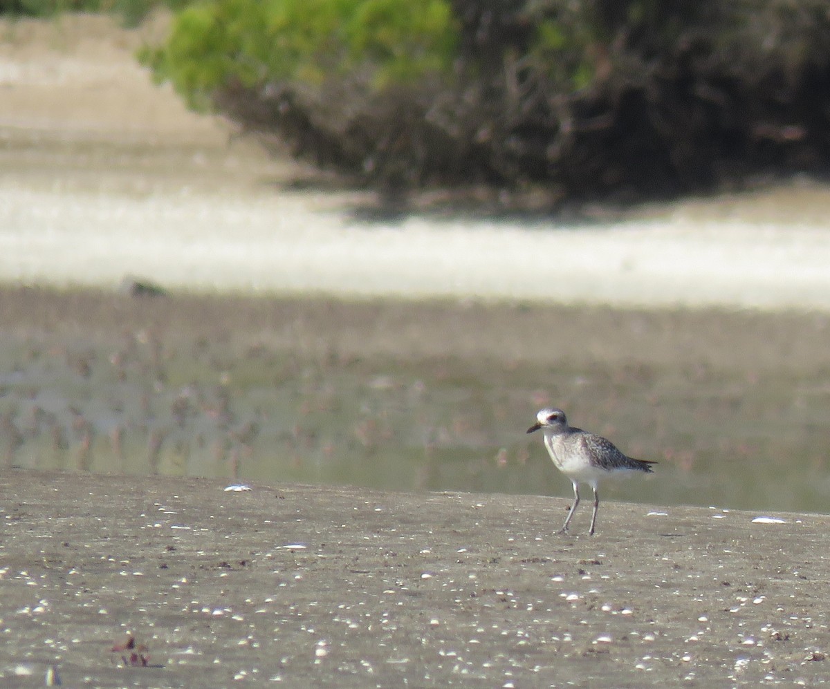 Black-bellied Plover - ML573138461