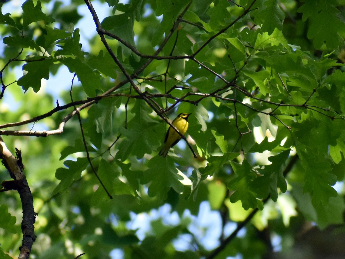 Hooded Warbler - ML573138891