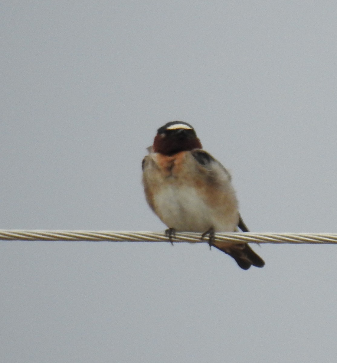 Cliff Swallow - ML57313911