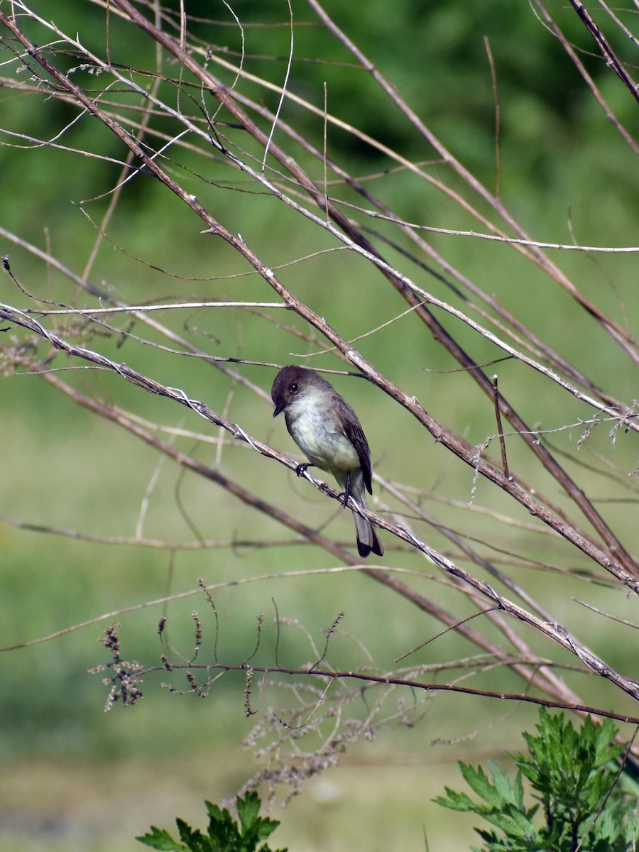 ツキヒメハエトリ - ML573139271