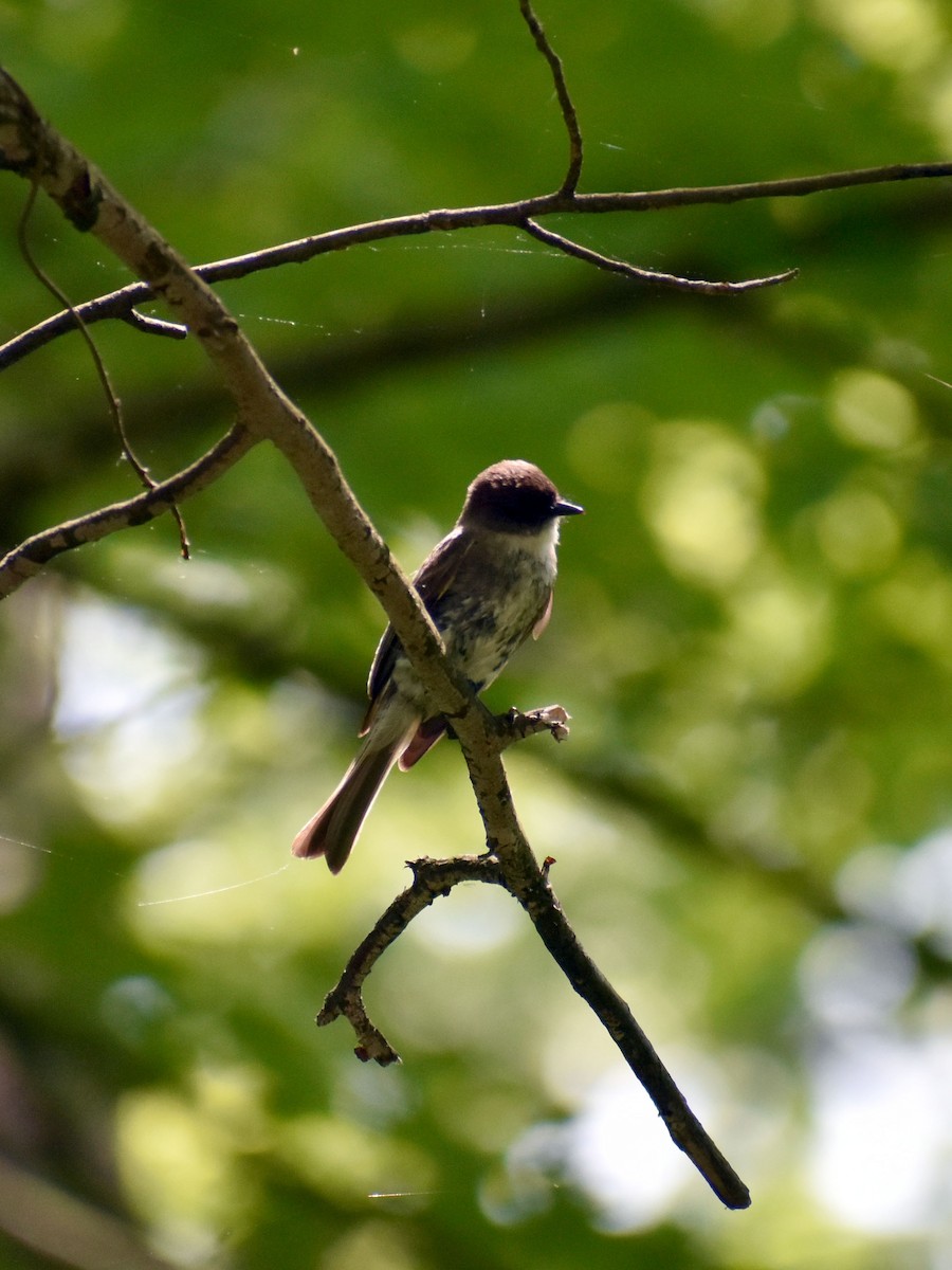 ツキヒメハエトリ - ML573139331