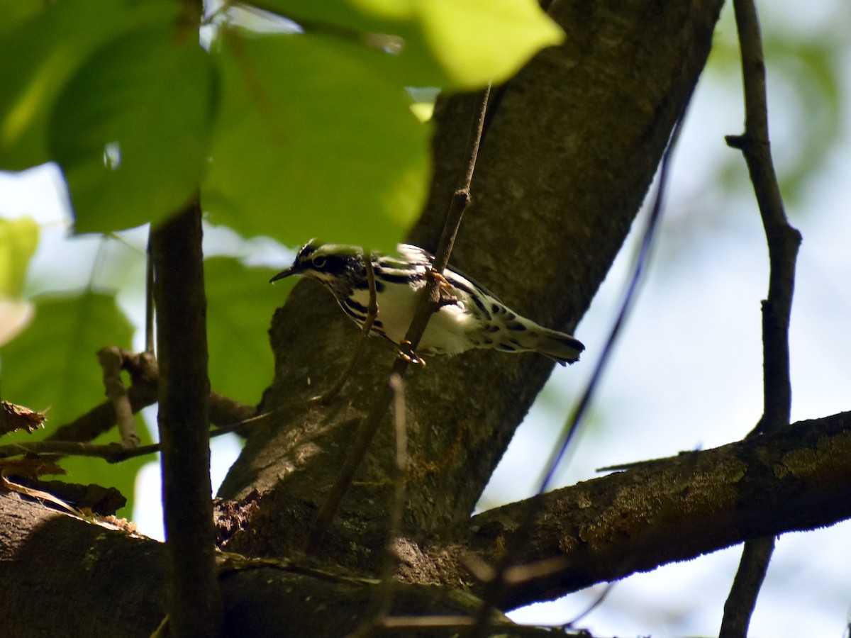 Black-and-white Warbler - ML573139541