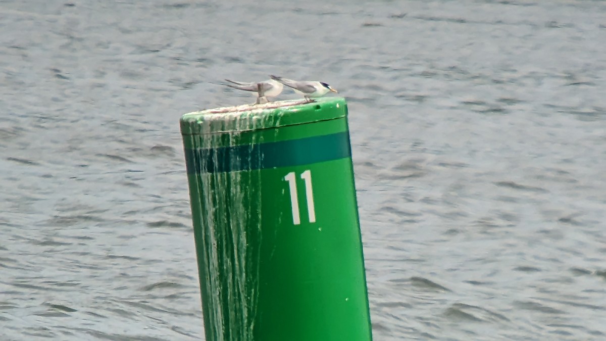 Least Tern - Sean Camillieri