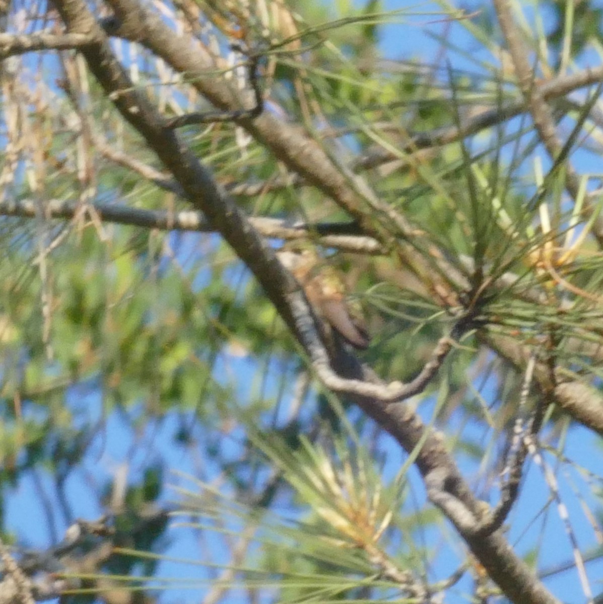 Calliope Hummingbird - ML573140891