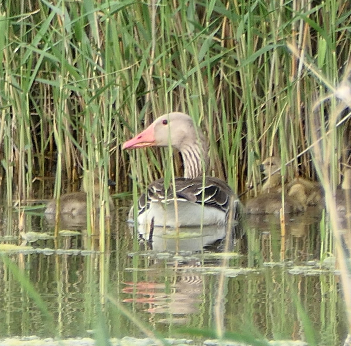 Graylag Goose - ML573145251