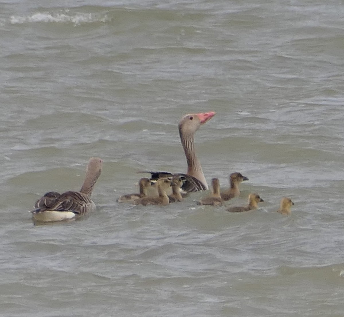 Graylag Goose - ML573145261