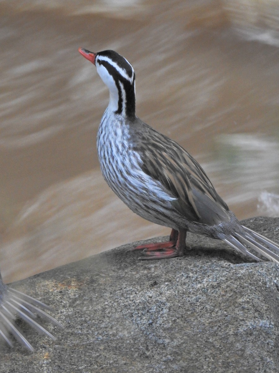 Torrent Duck - ML573147271