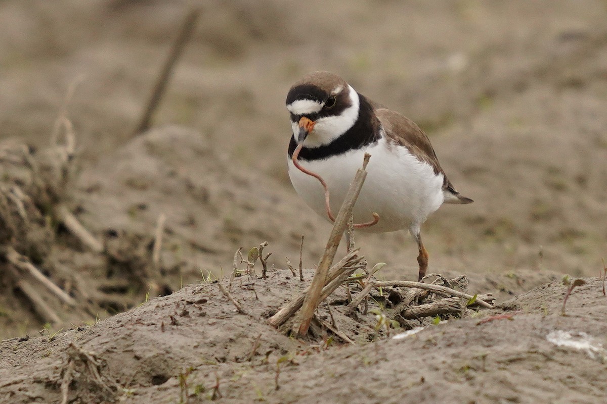 Semipalmated Plover - Réal Boulet 🦆