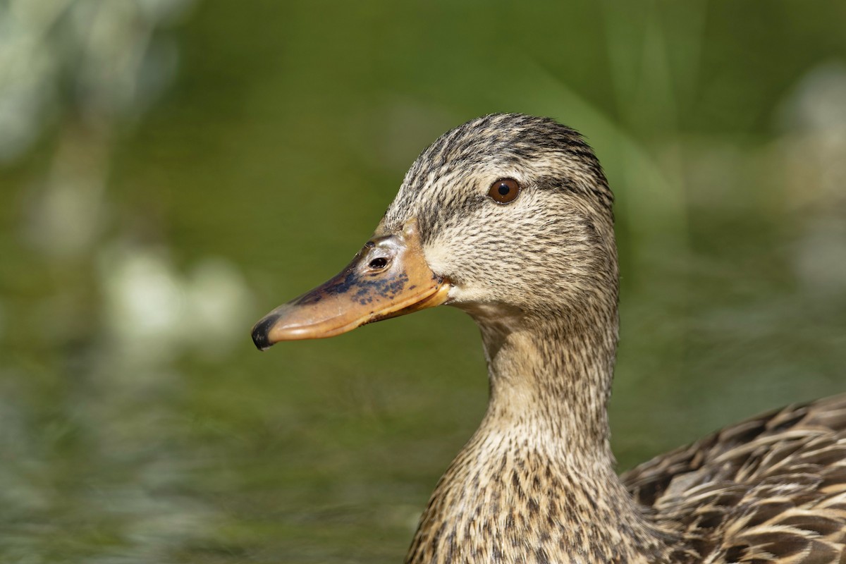 Mallard - Anonymous