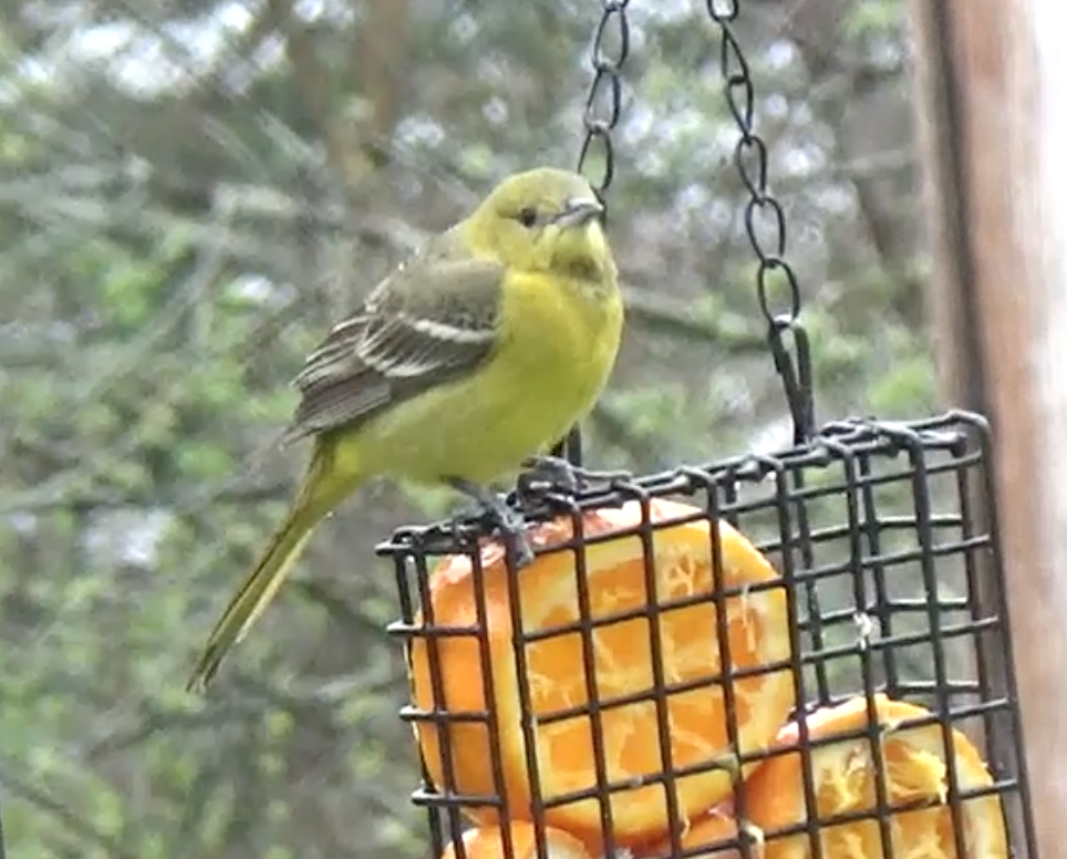 Orchard Oriole - ML57314841