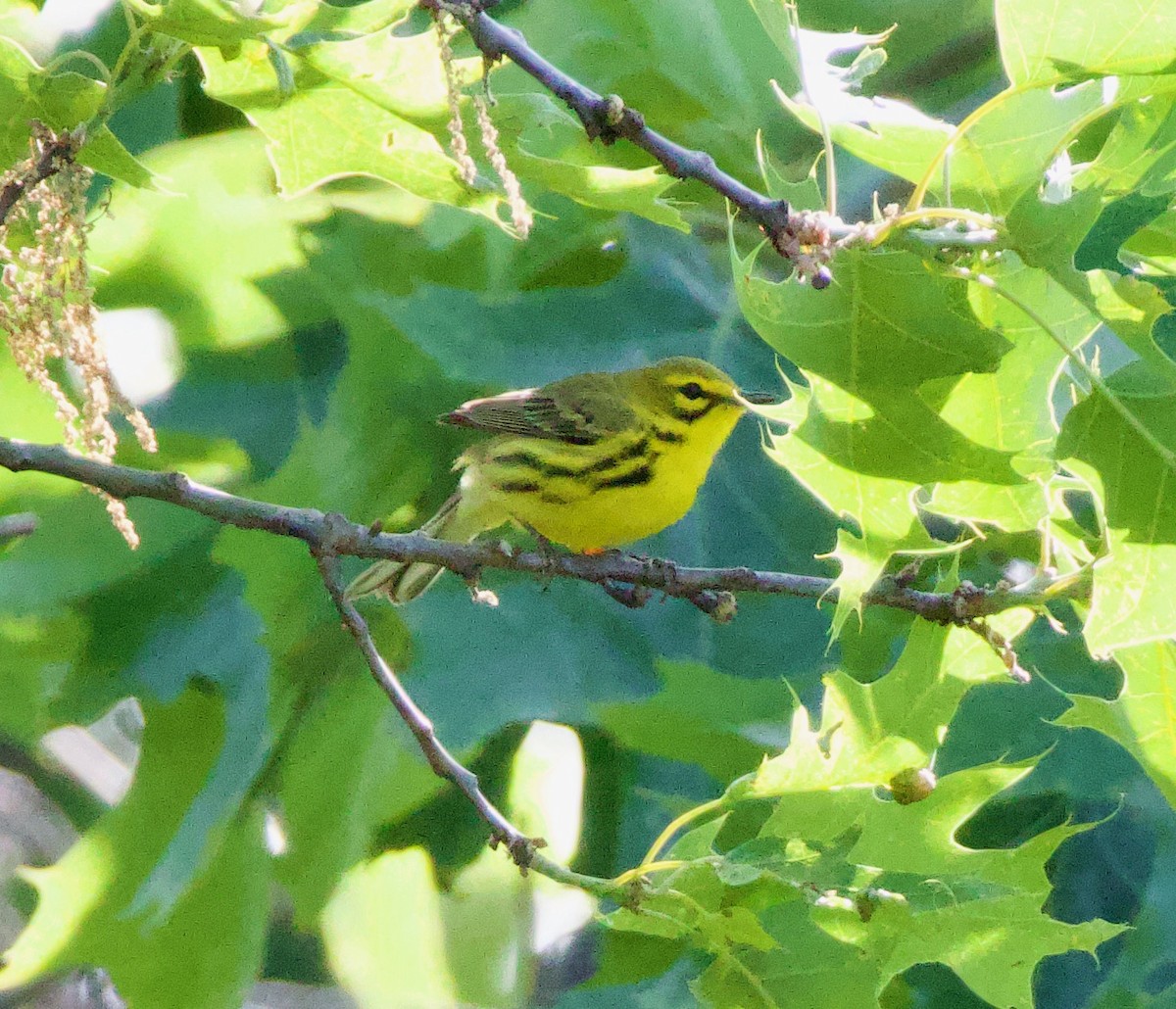 Prairie Warbler - Michael Yellin