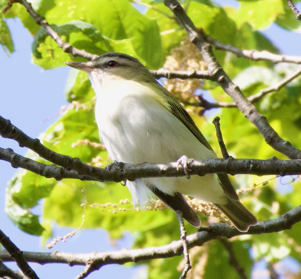 Kızıl Gözlü Vireo - ML573149141