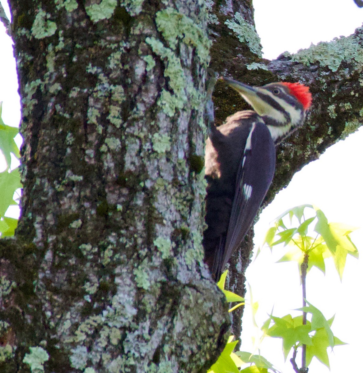 Pileated Woodpecker - ML573149201