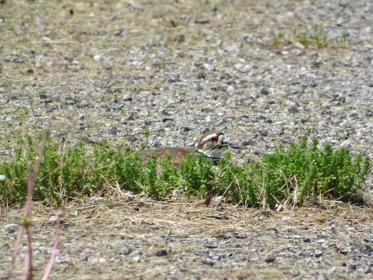 Killdeer - ML573149271