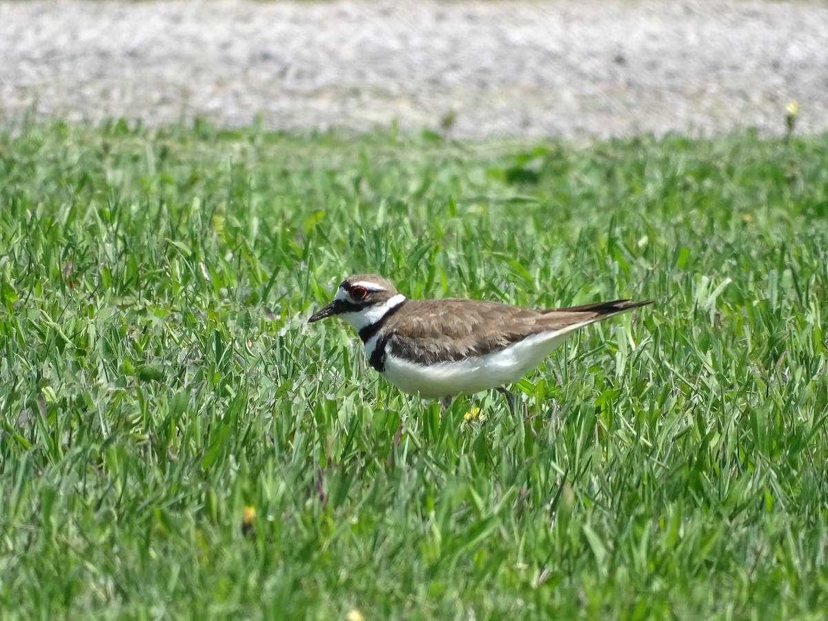 Killdeer - ML573149281