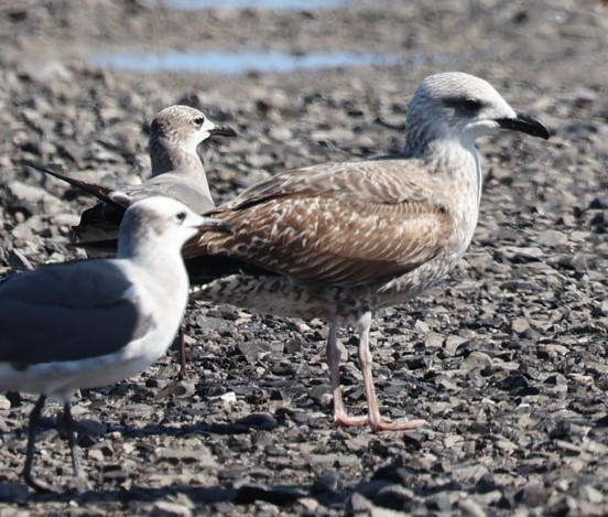 Gaviota Sombría - ML573150991