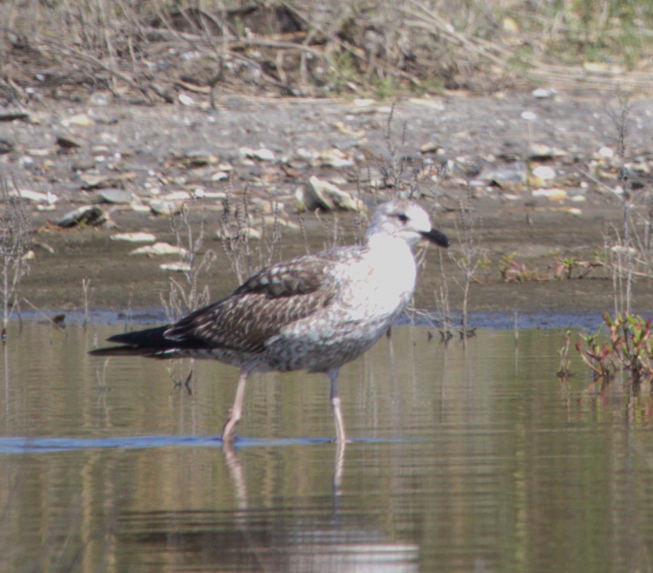 Gaviota Sombría - ML573151021