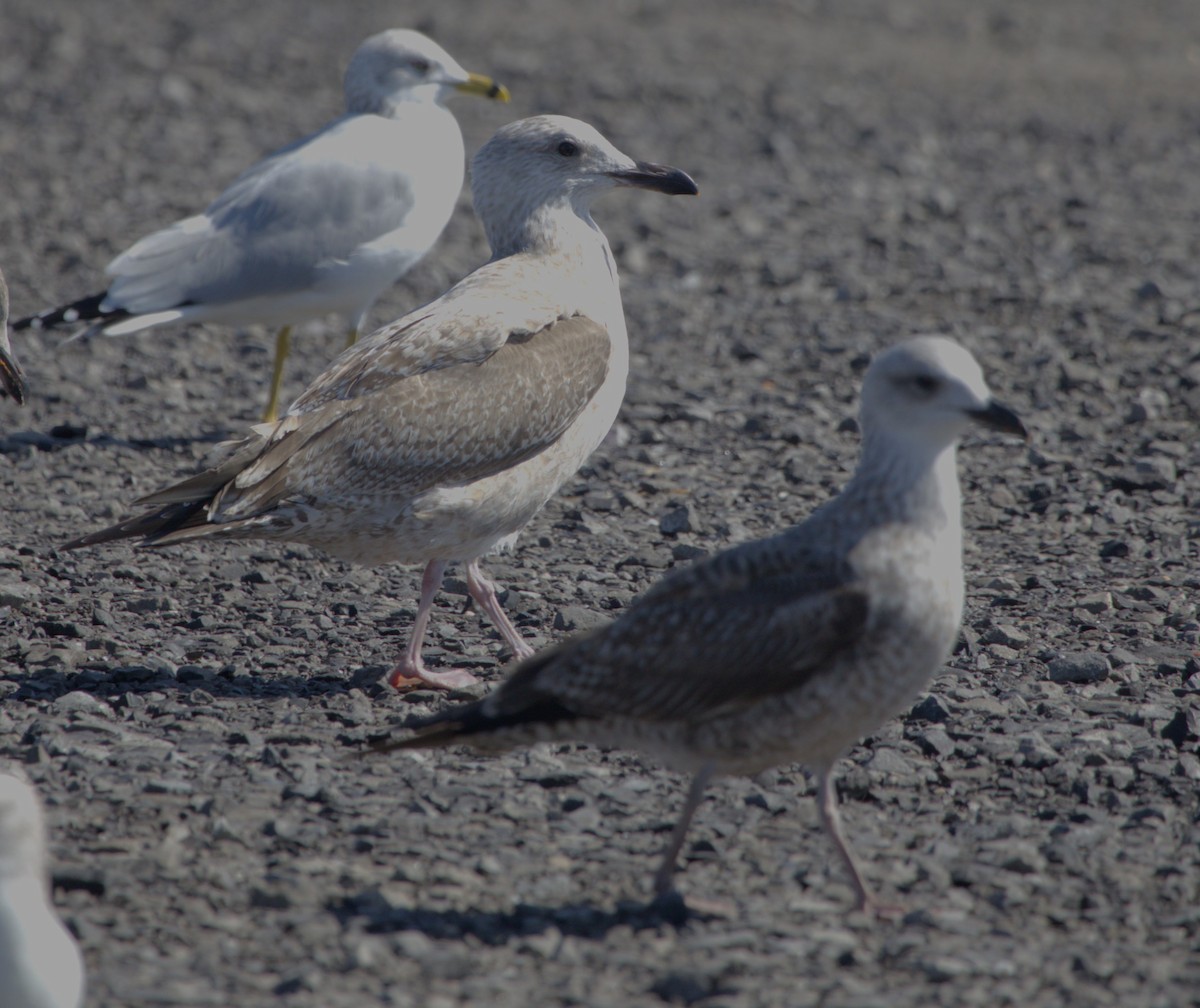 Gaviota Sombría - ML573151031