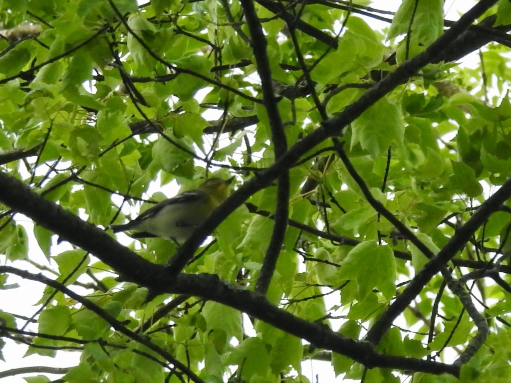 Sarı Gerdanlı Vireo - ML573151961