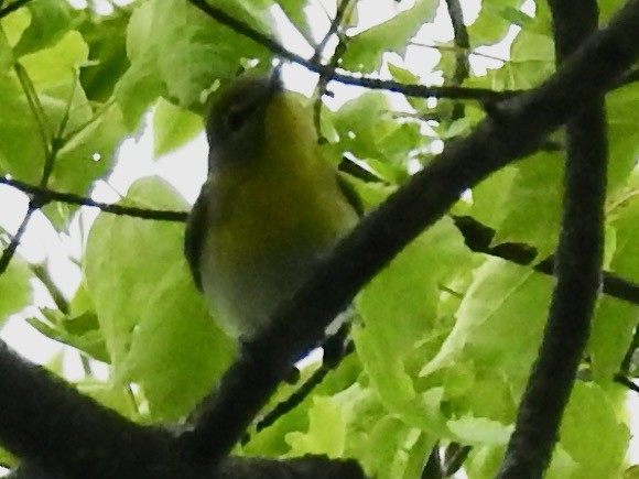 Yellow-throated Vireo - Mary  McMahon