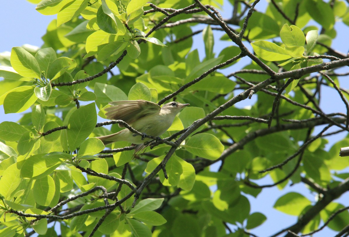 Sängervireo (gilvus) - ML573153181